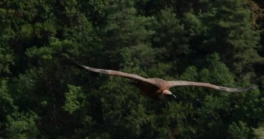 Griffon akbabası Jonte Vadisi üzerinde uçuyor, Lozere Bölümü, Fransa