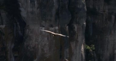 Griffon akbabası Jonte Vadisi üzerinde uçuyor, Lozere Bölümü, Fransa