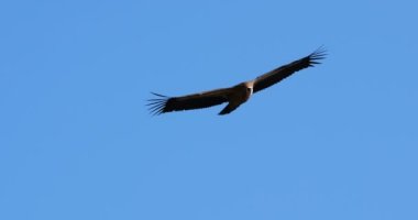 Griffon akbabası Jonte Vadisi üzerinde uçuyor, Lozere Bölümü, Fransa