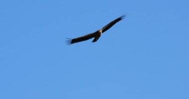 Griffon akbabası Jonte Vadisi üzerinde uçuyor, Lozere Bölümü, Fransa