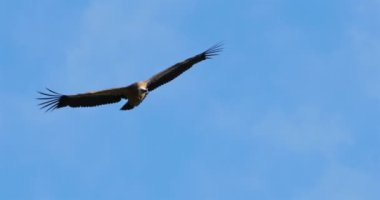 Griffon akbabası Jonte Vadisi üzerinde uçuyor, Lozere Bölümü, Fransa