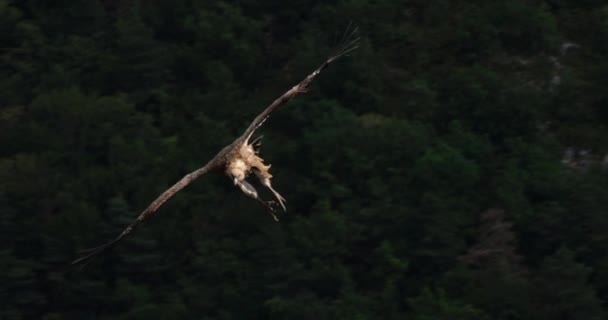 Griffon秃鹫飞越法国Lozere省Jonte峡谷 — 图库视频影像