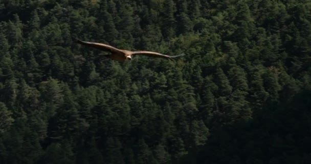 Griffon Supí Létání Nad Jonte Gorges Lozere Departement Francie — Stock video