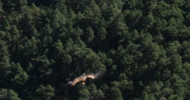 Грифон Стервятник Пролетающий Над Ущельем Джонте Департамент Лозер Франция — стоковое видео