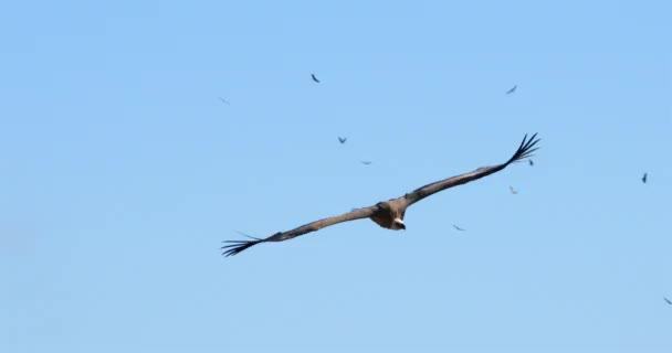 Avvoltoio Grifone Che Sorvola Gole Jonte Dipartimento Lozere Francia — Video Stock