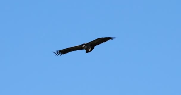 Griffon Vulture Flying Jonte Gorges Lozere Department France — Stock Video