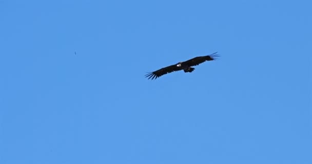 Vulturul Cinematografic Care Zboară Peste Cheile Jonte Departamentul Lozere Franța — Videoclip de stoc