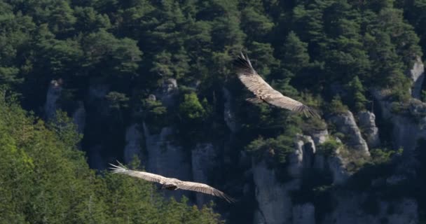 Griffon Gier Vliegend Jonte Gorges Lozere Frankrijk — Stockvideo