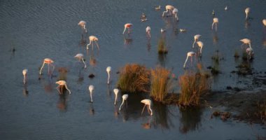 Camargue 'de pembe flamingolar, Güney Fransa, Fransa