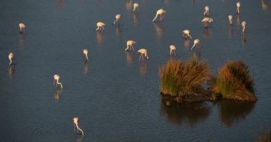 Camargue 'de pembe flamingolar, Güney Fransa, Fransa
