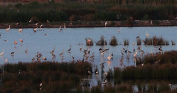 Wildlife Ine Camargue Southern France France — Stock Video