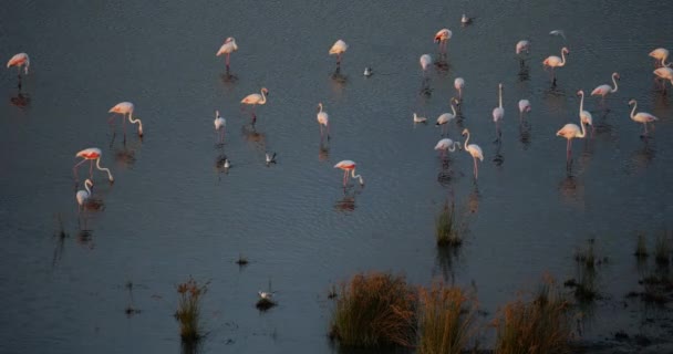 Flamingos Cor Rosa Camargue Sul França França — Vídeo de Stock