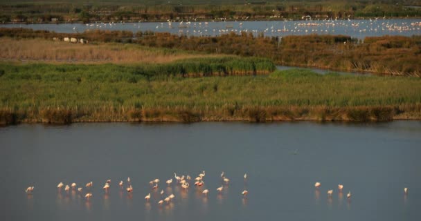 法国南部Camargue的粉红火烈鸟 — 图库视频影像