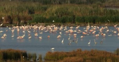 Vahşi yaşam Camargue, Güney Fransa, Fransa