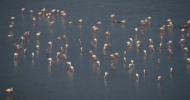 Camargue 'de pembe flamingolar, Güney Fransa, Fransa