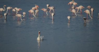 Camargue, Fransa 'da sessiz kuğular ve pembe flamingolar