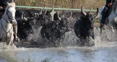 Camargue boğaları, Bos Taurus, Camargue, Occitania, Fransa.
