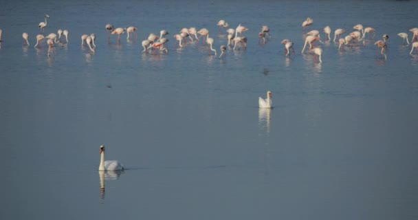 法国Camargue的软泥天鹅和粉红火烈鸟 — 图库视频影像