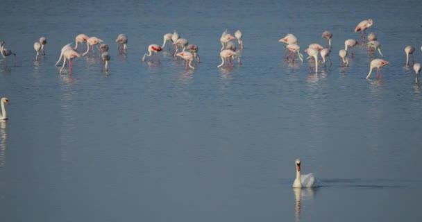 Höckerschwäne Und Rosa Flamingos Der Camargue Frankreich — Stockvideo