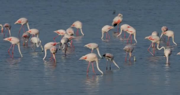 Flamingos Cor Rosa Camargue Sul França França — Vídeo de Stock