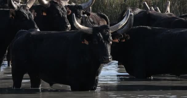 Camargue Boğaları Bos Taurus Camargue Occitania Fransa — Stok video