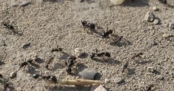 Ants Ground Southern France — Stock Video