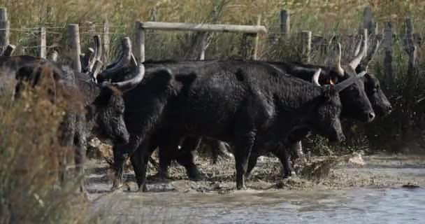 Camargue Bulls Bos Taurus Camargue Occitania France — Stock Video