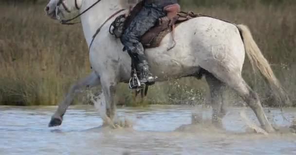 Camargue Άλογα Που Τρέχουν Στο Marshland Camargue Γαλλία — Αρχείο Βίντεο
