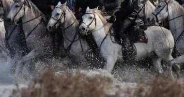 Kamp atları bataklıkta koşuyor, Camargue, Fransa