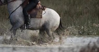 Kamp atları bataklıkta koşuyor, Camargue, Fransa