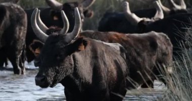 Camargue boğaları, Bos Taurus, Camargue, Occitania, Fransa.