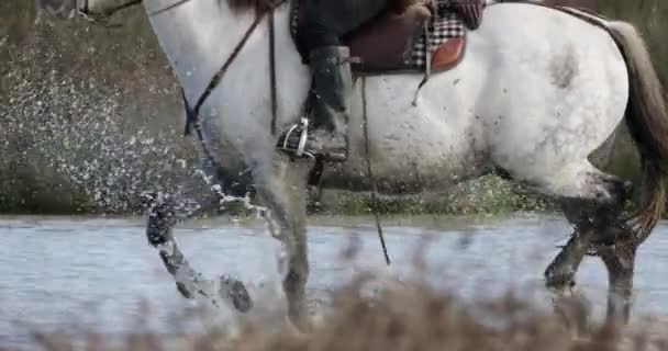 Camargue Cavalos Correndo Pântano Camargue França — Vídeo de Stock