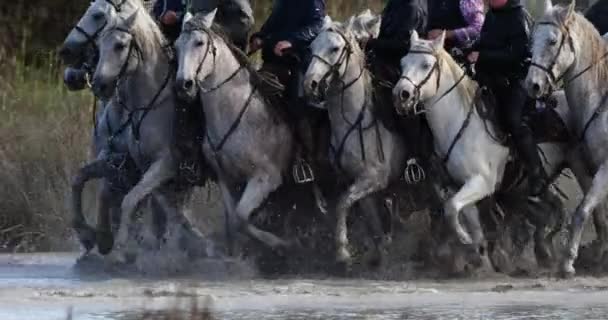 Camargue Horse Running Moshland Camargue France — Stock video