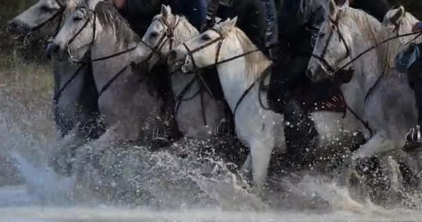 Camargue Cavalli Esecuzione Nella Palude Camargue Francia — Video Stock