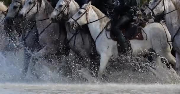 Камаргські Коні Біжать Болотах Камарг Франція — стокове відео