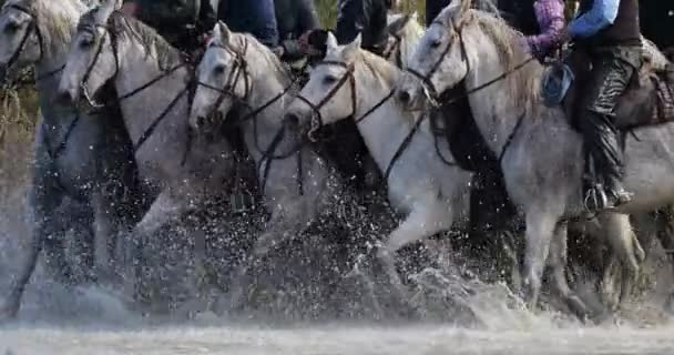 Camargue Horses Running Marshland Camargue France — Stock Video