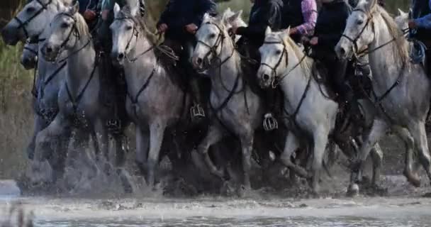 フランス カマルグの湿地を走るカマルグ馬 — ストック動画