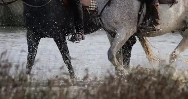 Camargue Horses Running Marshland Camargue France — Stock Video