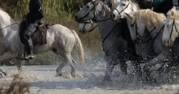 Camargue Άλογα Που Τρέχουν Στο Marshland Camargue Γαλλία — Αρχείο Βίντεο
