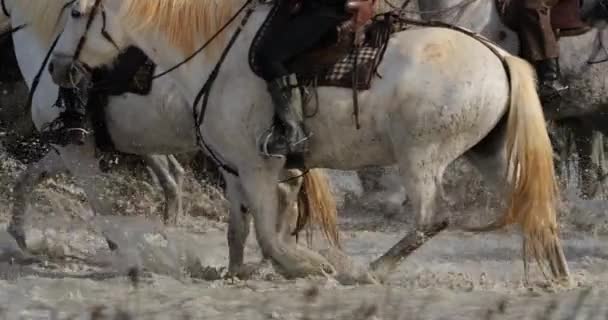 Kamp Atları Bataklıkta Koşuyor Camargue Fransa — Stok video