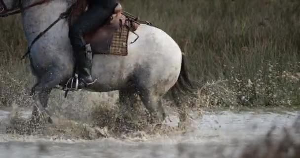 Camargue马在沼泽地里奔跑 法国Camargue — 图库视频影像