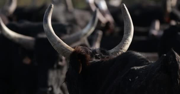 Camargue Bulls Bos Taurus Camargue Occitanië Frankrijk — Stockvideo