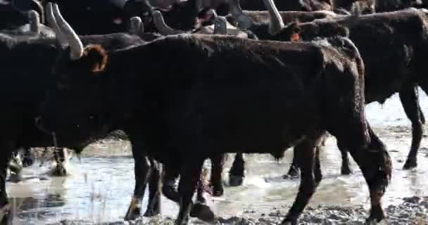 Camargue Bulls Bos Taurus Camargue Occitania Francja — Wideo stockowe