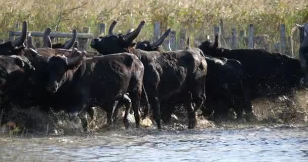 Camargue Bulls Bos Taurus Camargue Occitania Francja — Wideo stockowe