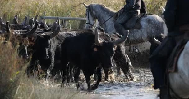 Camargue Tjurar Bos Taurus Camargue Occitania Frankrike — Stockvideo