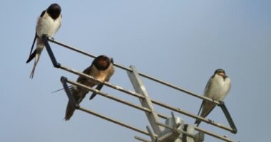Ahır kırlangıçları (Hirundo rustica), Fransa anteninin üzerine tünemiştir. 