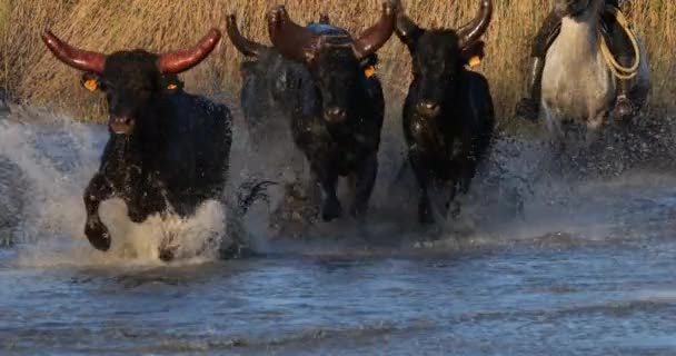 Camargue Bull Bos Taurus Camargue Οξιτανία Γαλλία — Αρχείο Βίντεο