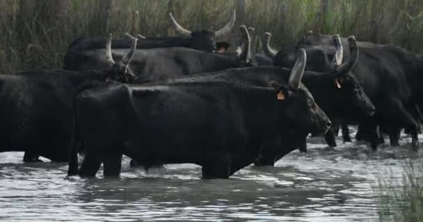 Camargue Bull Bos Taurus Camargue Οξιτανία Γαλλία — Αρχείο Βίντεο
