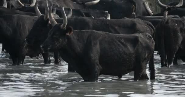 Camargue Bulls Bos Taurus Camargue Occitania Franciaország — Stock videók