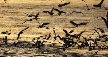 Akdeniz, Fransa 'da gün batımında siyah başlı martılar balık tutuyor.